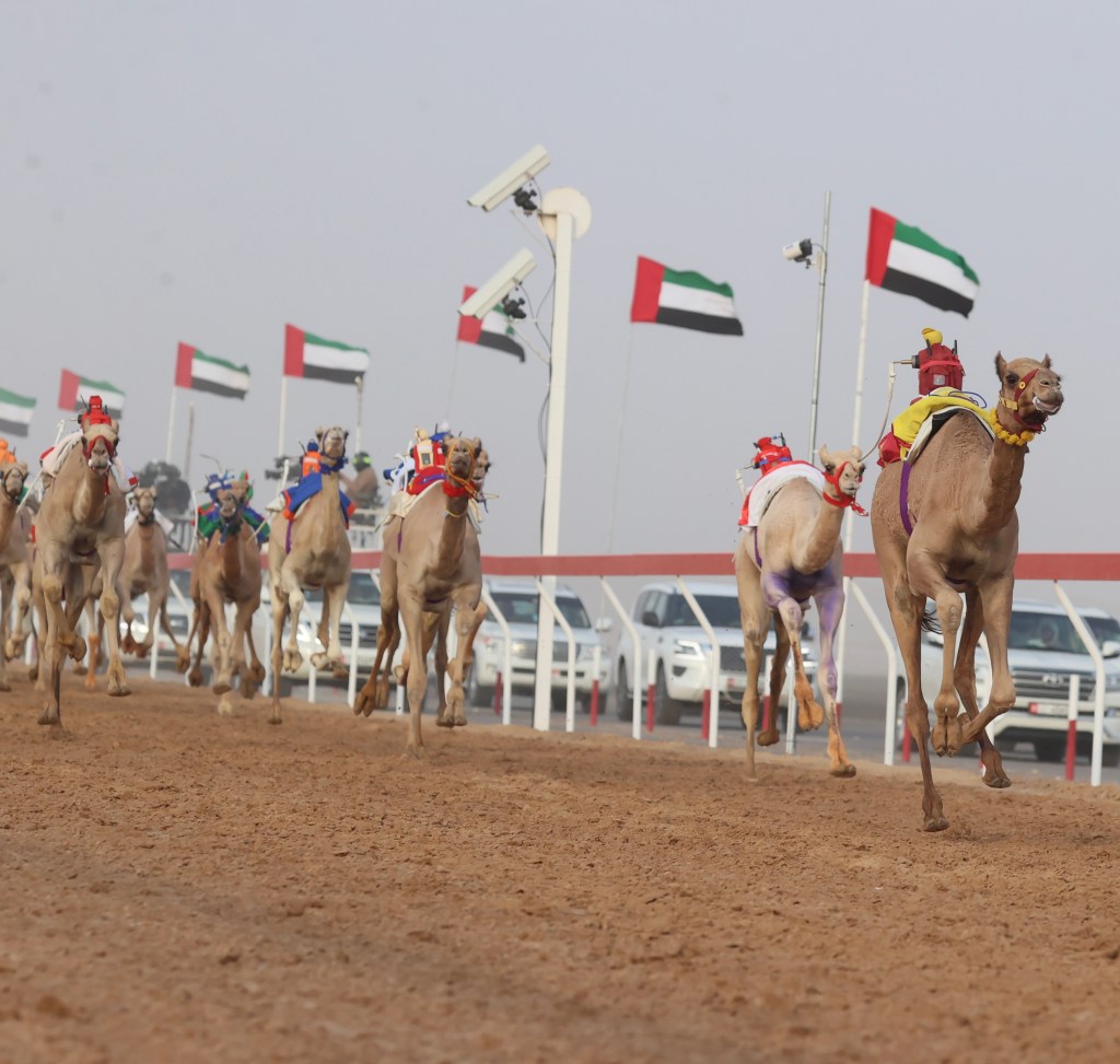 Amidst tremendous audience 20 races held in 2nd day of Alain Camel Race Festival&nbsp;2025