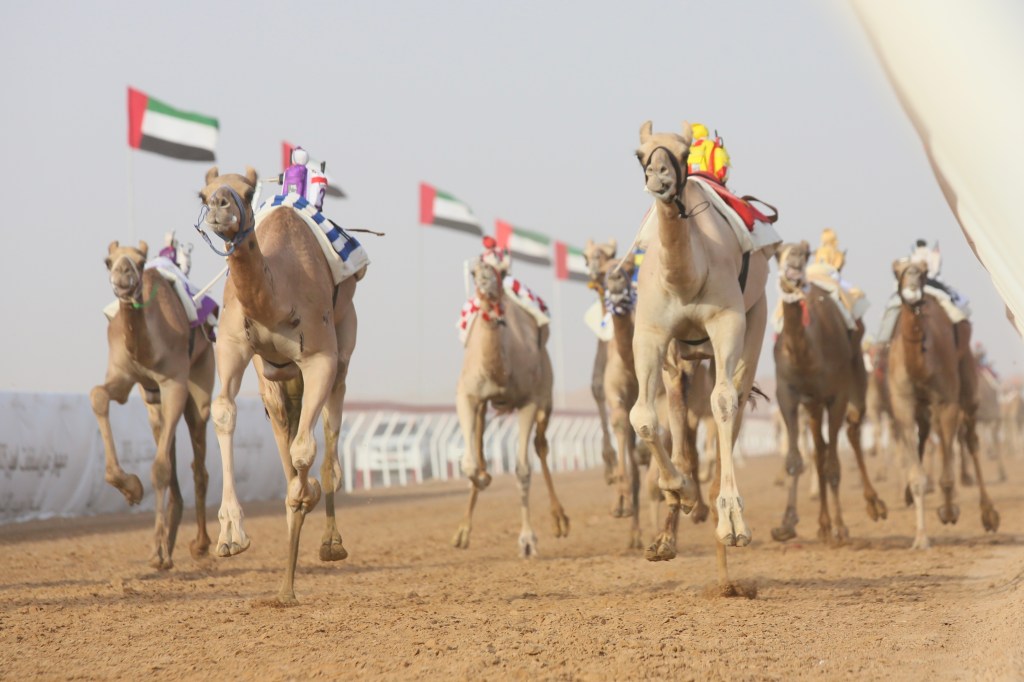 Fifteen races in third day of Alain Camel Racing Festival for Haqaeq&nbsp;category