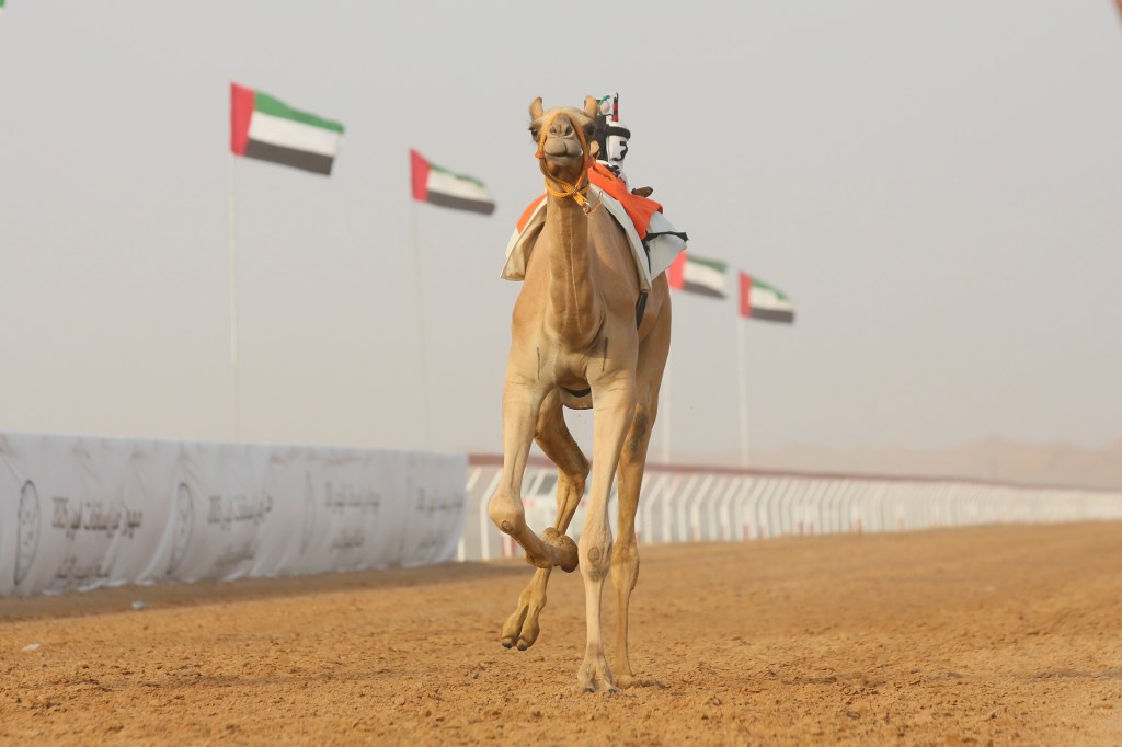 Excitement and Enthusiasm in the 2nd day of Al Haqaeq races of Alain Camel Racing Festival&nbsp;2025