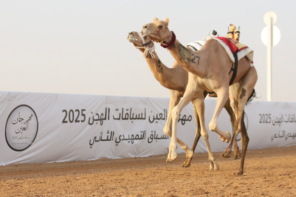 Impressive Emirati and Gulf participation in Al Ain Camel Racing Festival&nbsp;2025