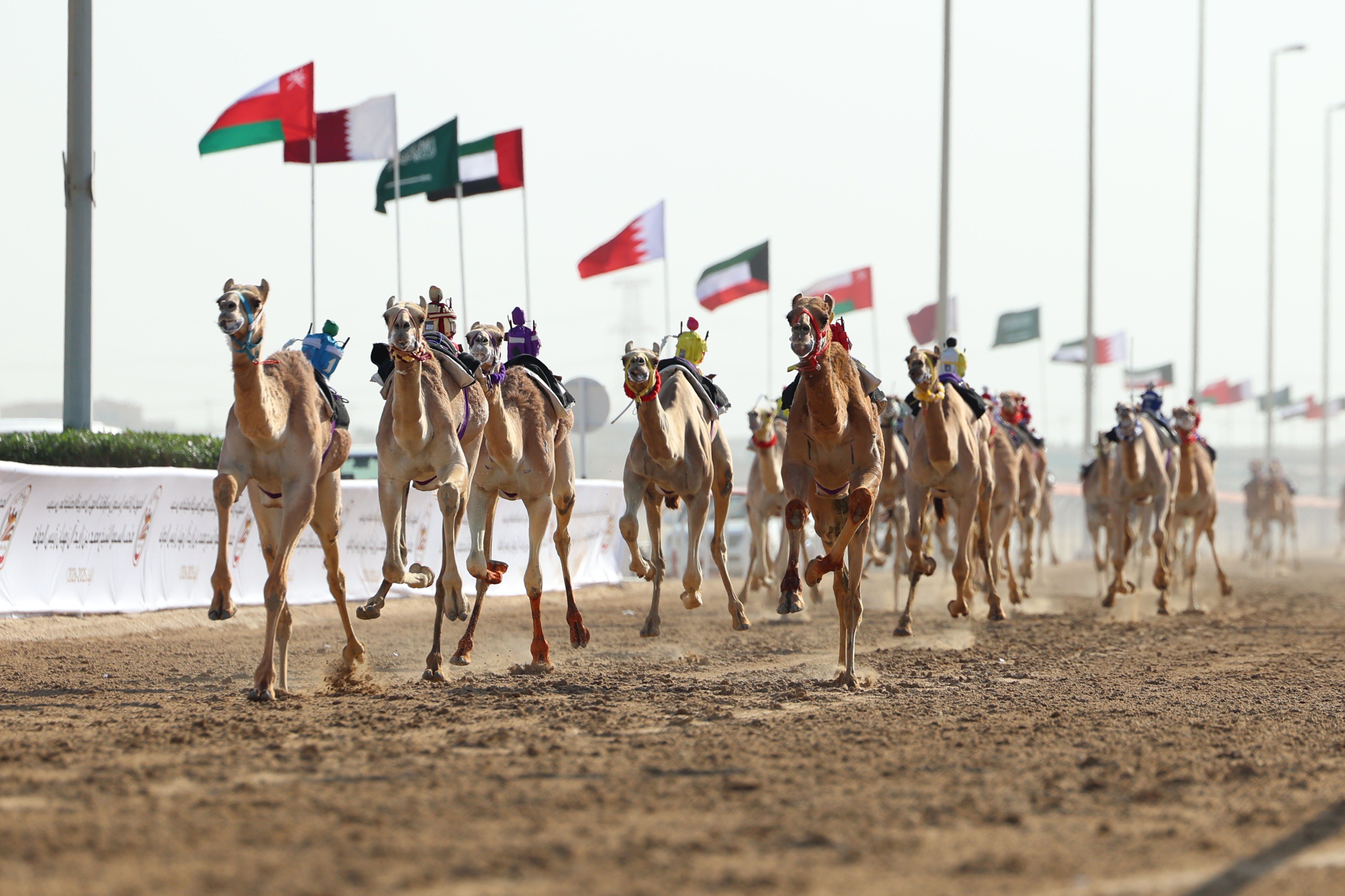Strong kickoff of Al Wathba Camel Racing Festival 2026 with amazing participation of local and GCC camels